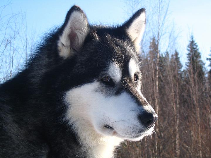 Viiru maalis-07 013.jpg - Maaliskuu -07 / March -07